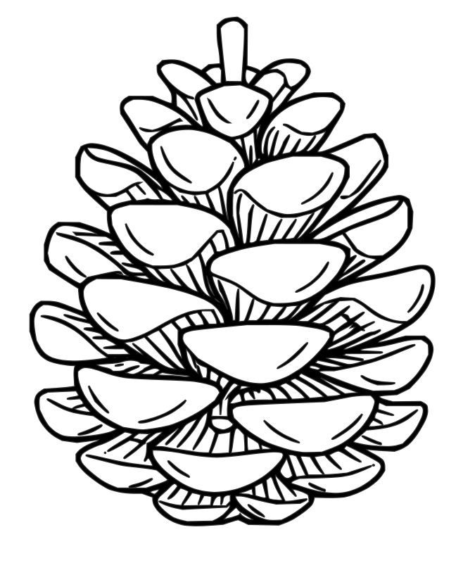 Apiti